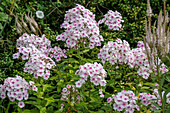 Flame flower 'Kirmesländer' (Phlox Paniculata) pink flowering in the garden bed