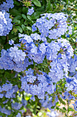 Leadwort (Plumbago auriculata), blue flowering in the garden