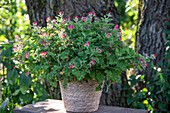 Geranium (Pelargonium) in a pot