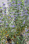 Bearded flower (Caryopteris clandonensis), flowering in a pot