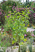 Oriental knotweed (Persicaria orientalis) in a garden bed