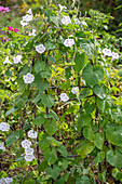 Morning glory 'Milky Way' (Ipomoea purpurea) in the garden on climbing support