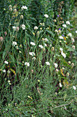 Beach carnation (Armeria maritima) in the garden