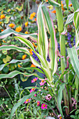 Dwarf rainbow corn (Zea mays) in the bed