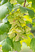 Norway maple (Acer platanoides) with fruit on the tree