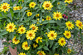 Haage zinnia (Zinnia haageana), yellow flowering in a pot