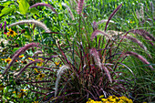 African lamp grass (Pennisetum setaceum) flowering in the garden