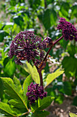 Rote Engelwurz (Angelica gigas), Portrait