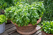 Basil in a terracotta pot