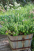 Oregano and chives in a planter