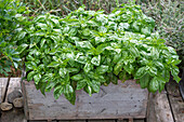 Basil in a planter box