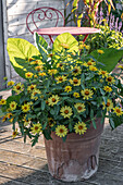 Zinnia (Zinnia), yellow flowers in a pot on the patio