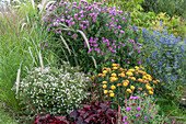 Myrtle aster 'Pink Cloud' (Aster ericoides), chrysanthemum 'Bienchen' (Chrysanthemum), beard flower, lamp cleaner grass in bed behind garden bench