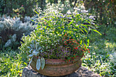 Pot planted with blue rue, star moss (Sagina subulata), quiverflower, woolly myrtle, sugar myrtle on garden wall