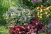 Myrtle aster 'Pink Cloud' (Aster ericoides), purple bell (Heuchera), chrysanthemums (Chrysantheum) in a border