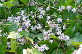 Perennial clematis 'Mrs Robert Brydon', white flowering