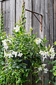 White Dipladenia (Mandevilla sanderi) hanging in hanging basket