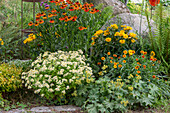 Mädchenauge (Coreopsis), Frauenmantel (Alchemilla), Sonnenauge (Heliopsis), Zinnie (Zinnia), Abelia 'Kaleidoscope' und Mutterkraut im Beet