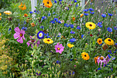 Flower meadow with cosmea, cornflower (Centaurea cyanus), marigold (Calendula) and funnel bindweed 'New Ensign Formula'