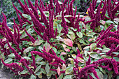 Fuchsschwanz (Amaranth) blühend im Gartenbeet