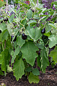 Aubergine (Solanum Melongena), ripe fruit hanging from the plant in the bed