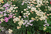 Colourful flowering yarrow (Achillea) in the garden bed