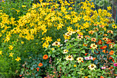 Mädchenauge (Coreopsis verticillata) und Zinnie (Zinnia), blühend im Beet