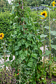 Gartenbohne (Phaseolus Vulgaris) an Rankhilfe kletternd und Sonnenblume (Helianthus) im Beet