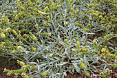 Perennial ice plant (Aptenia cordifolia), flowering in the bed