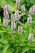 Shaggy willow (Stachys monnierei) 'Spitzweg', white flowers in the garden bed