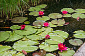 Blühende Seerosen (Nymphaea) blühend im Teich