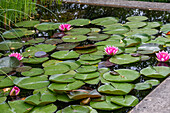 Flowering water lilies (Nymphaea) blooming in the pond