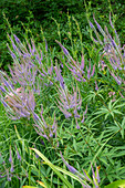 Candelabra speedwell 'Fascination' (Veronicastrum virginicum) in the flowerbed