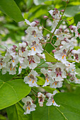 Gold trumpet tree 'Aurea' (Catalpa bignonioides) white flowering in the garden, flowering branch portrait