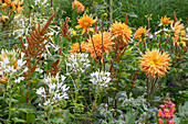 Yellow dahlias (Dahlia), spider flower (Cleome spinosa), snapdragon (Antirrhinum), borage, ornamental tobacco, Chinese reed and sweet pea in the flower bed