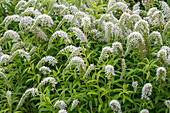 Snow-milfoil (Lysimachia clethroides) in the garden bed