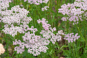 Weisse Schafgarbe 'Wonderful Wampee' (Achillea) im Garten