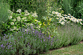 Bergminze (Calamintha nepeta), Taglilien (Hemerocallis), Stockrose (Alcea), Margeriten (Leucanthemum) und Rispenhortensie im Gartenbeet