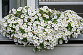 White petunia (Petunia) hanging in flower box on house wall