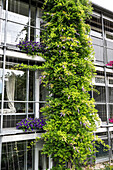 Blue rain (wisteria) growing up a modern glass façade