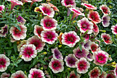 Petunia 'Fun House Peach Melba' (Petunia) in planter