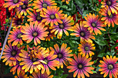 Cape basket 'Flower Power Gold' (Osteospermum) in planter