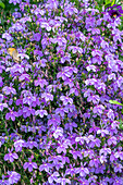 Blue-flowered lobelia 'Curaçao® Blue' (Lobelia Erinus) with butterfly in bed