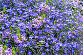 Lobelia 'Curaçao® Blue' blue flowering in a bed