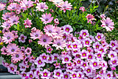 Zauberglöckchen 'Rose Quarz' (Calibrachoa) und  Kapkörbchen (Osteospermum) in Pflanzschale auf der Terrasse