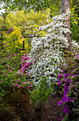 Blühender Garten mit weißen und rosafarbenen Rhododendren