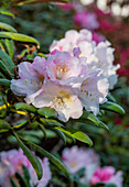 Rhododendron-Blüten (Rhododendron) im Garten