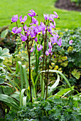 Alpenglöckchen (Dodecatheon) im Frühlingsgarten