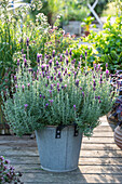 Crested lavender (Lavandula stoechas) in a pot on the patio against the light