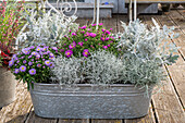 Barbed wire (Calocephalus brownii), aster (Aster), silver leaf 'Winter Whisper' (Senecio) in zinc tub on terrace